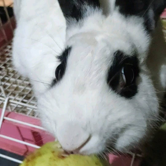 肥腩阿逼